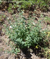 largeflower brickellia or brickellbush (<em>Brickellia grandiflora</em>)