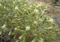 littleleaf brickellia or brickellbush (<em>Brickellia microphylla var. microphylla</em>)