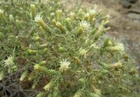 littleleaf brickellia or brickellbush (<em>Brickellia microphylla var. microphylla</em>)