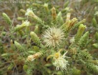 littleleaf brickellia or brickellbush (<em>Brickellia microphylla var. microphylla</em>)