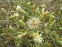 littleleaf brickellia or brickellbush (<em>Brickellia microphylla var. microphylla</em>)