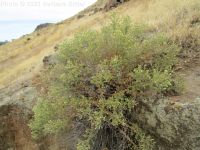 littleleaf brickellia or brickellbush (<em>Brickellia microphylla var. microphylla</em>)