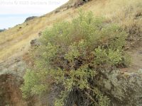 littleleaf brickellia or brickellbush (<em>Brickellia microphylla var. microphylla</em>)