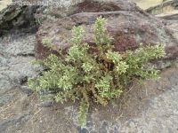 littleleaf brickellia or brickellbush (<em>Brickellia microphylla var. microphylla</em>)