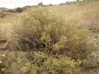 littleleaf brickellia or brickellbush (<em>Brickellia microphylla var. microphylla</em>)