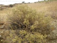 littleleaf brickellia or brickellbush (<em>Brickellia microphylla var. microphylla</em>)