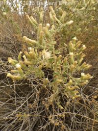 littleleaf brickellia or brickellbush (<em>Brickellia microphylla var. microphylla</em>)