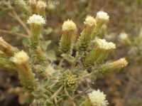 littleleaf brickellia or brickellbush (<em>Brickellia microphylla var. microphylla</em>)
