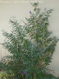 butterfly-bush (<em>Buddleja davidii</em>)
