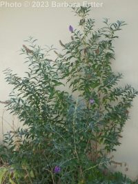 butterfly-bush (<em>Buddleja davidii</em>)