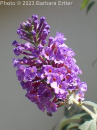 butterfly-bush (<em>Buddleja davidii</em>)