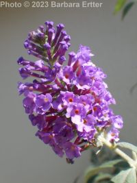 butterfly-bush (<em>Buddleja davidii</em>)