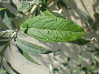 butterfly-bush (<em>Buddleja davidii</em>)