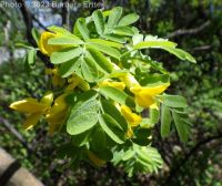 Siberian pea-shrub or pea-tree (<em>Caragana arborescens</em>)