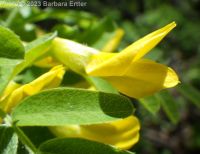Siberian pea-shrub or pea-tree (<em>Caragana arborescens</em>)