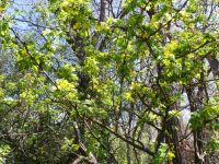 Siberian pea-shrub or pea-tree (<em>Caragana arborescens</em>)