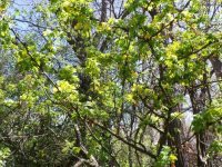 Siberian pea-shrub or pea-tree (<em>Caragana arborescens</em>)