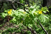 Siberian pea-shrub or pea-tree (<em>Caragana arborescens</em>)