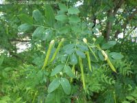 Siberian pea-shrub or pea-tree (<em>Caragana arborescens</em>)