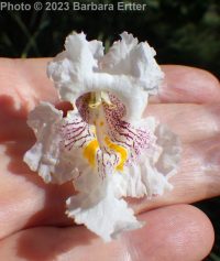 southern catalpa (<em>Catalpa bignonioides</em>)