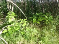 southern catalpa (<em>Catalpa bignonioides</em>)