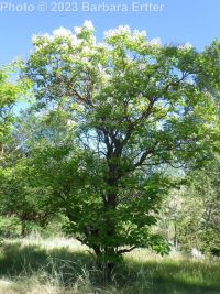 southern catalpa (<em>Catalpa bignonioides</em>)