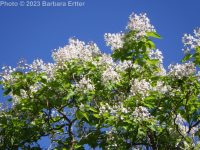 southern catalpa (<em>Catalpa bignonioides</em>)