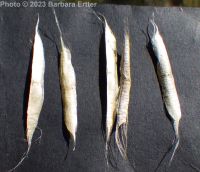 southern catalpa (<em>Catalpa bignonioides</em>)