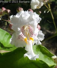 southern catalpa (<em>Catalpa bignonioides</em>)