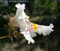 southern catalpa (<em>Catalpa bignonioides</em>)