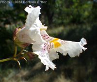 southern catalpa (<em>Catalpa bignonioides</em>)