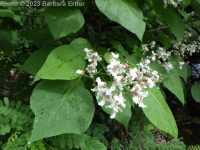 southern catalpa (<em>Catalpa bignonioides</em>)