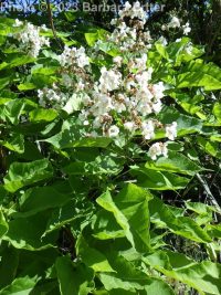 southern catalpa (<em>Catalpa bignonioides</em>)