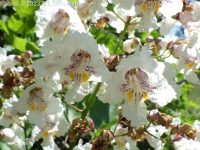 southern catalpa (<em>Catalpa bignonioides</em>)