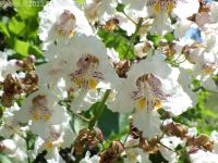southern catalpa (<em>Catalpa bignonioides</em>)