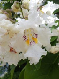 northern catalpa (<em>Catalpa speciosa</em>)