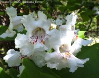 northern catalpa (<em>Catalpa speciosa</em>)