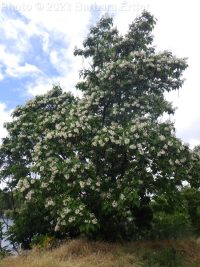 northern catalpa (<em>Catalpa speciosa</em>)