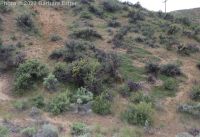 mahala mat, prostrate ceanothus (<em>Ceanothus prostratus var. prostratus</em>)