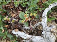 mahala mat, prostrate ceanothus (<em>Ceanothus prostratus var. prostratus</em>)
