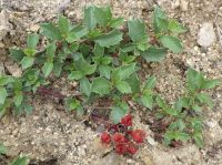 mahala mat, prostrate ceanothus (<em>Ceanothus prostratus var. prostratus</em>)