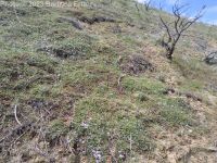 mahala mat, prostrate ceanothus (<em>Ceanothus prostratus var. prostratus</em>)