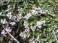 mahala mat, prostrate ceanothus (<em>Ceanothus prostratus var. prostratus</em>)