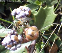 mahala mat, prostrate ceanothus (<em>Ceanothus prostratus var. prostratus</em>)