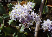 mahala mat, prostrate ceanothus (<em>Ceanothus prostratus var. prostratus</em>)