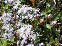 mahala mat, prostrate ceanothus (<em>Ceanothus prostratus var. prostratus</em>)