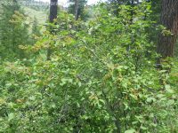 redstem ceanothus (<em>Ceanothus sanguineus</em>)