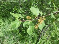 redstem ceanothus (<em>Ceanothus sanguineus</em>)
