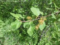 redstem ceanothus (<em>Ceanothus sanguineus</em>)