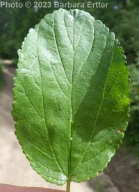 redstem ceanothus (<em>Ceanothus sanguineus</em>)